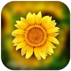 3D Photo Gallery-Photo Manager-Photo Video Gallery icon