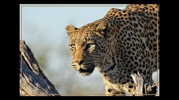 Kruger Park Wildlife Book 2.0 পোস্টার