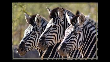 Kruger Park Wildlife Book 2.0 скриншот 1