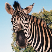 Kruger Park Wildlife icon