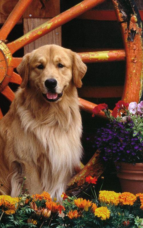 Golden Retriever Wallpaper For Android Apk Download