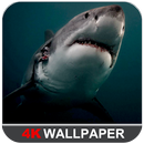 Shark Wallpaper APK