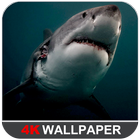 Shark Wallpaper ไอคอน