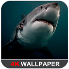 Shark Wallpaper icon