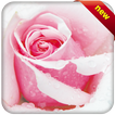 afbeeldingen van bloemen