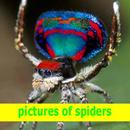 pictures of spiders ideas APK