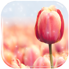 Tulip Flower HD Wallpaper icône
