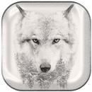 APK Lupo Sfondi