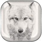 Wolf Wallpapers icône