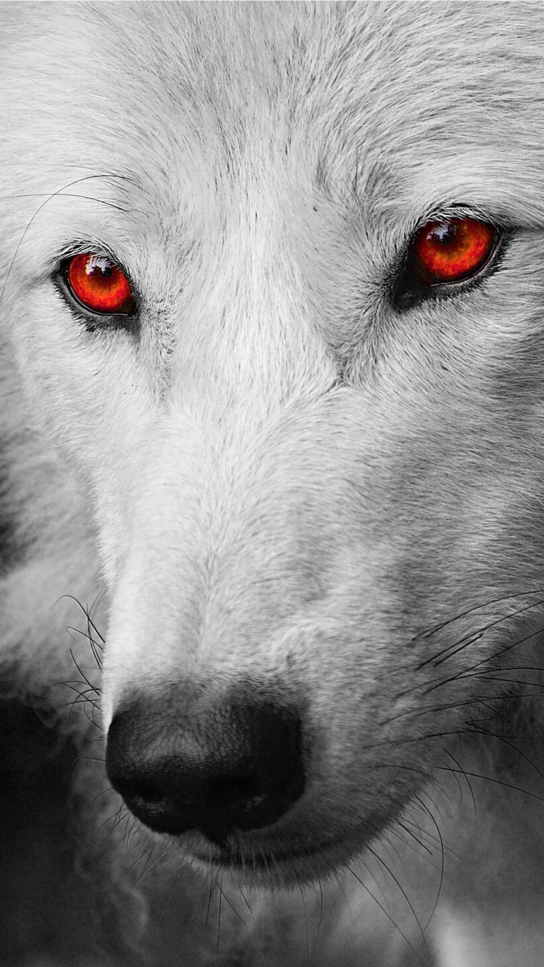 Wolf Wallpapers For Android Apk Download