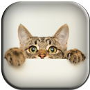 APK Cute Cat Wallpapers HD