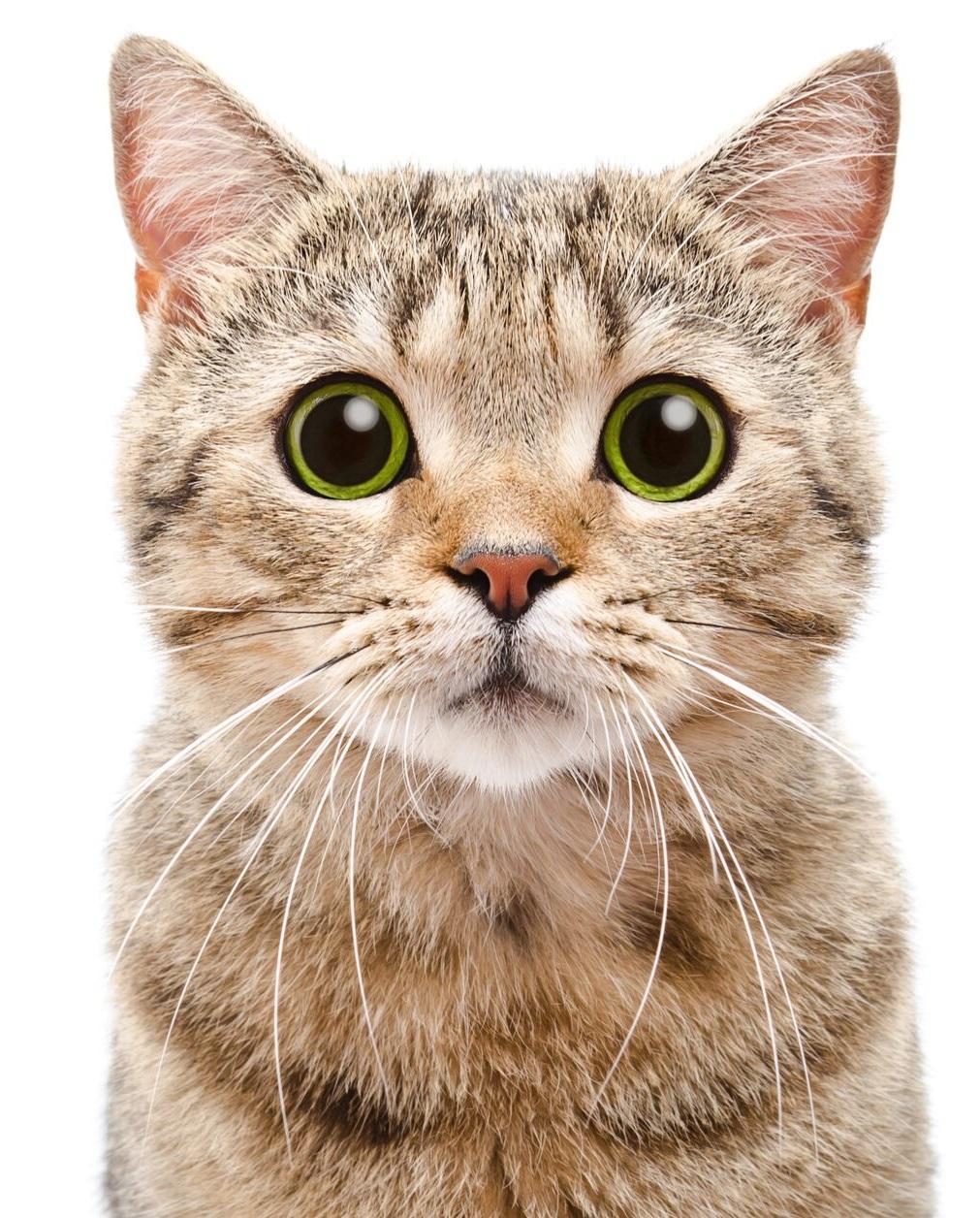 35 Gambar Wallpaper Hd Android Cat terbaru 2020