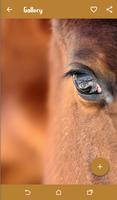 Horse Wallpapers اسکرین شاٹ 2