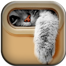Cute Kitty Wallpapers and Backgrounds APK