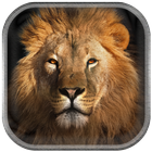 Lion Wallpaper icon
