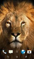 Lion Wallpaper Affiche