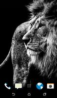 Lion Wallpaper screenshot 1