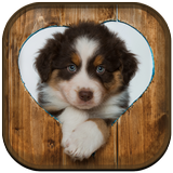 Cute Puppy Wallpaper icône
