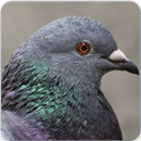 Pigeon Bird Call : Pigeon Song and Pigeon Sound-APK