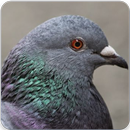 Pigeon Bird Call : Pigeon Song and Pigeon Sound APK