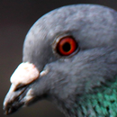 lwp pigeons APK