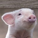 piggy wallpaper live APK