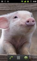 برنامه‌نما piggy wallpaper live عکس از صفحه