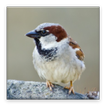 Bird Sounds