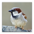 vogelgeluiden