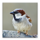 Bird Sounds icon