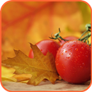 Autumn Wallpapers APK