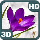 Blossom Flower of Bright Purple Crocus Buds APK