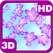 Crocus Bloom Colorful Buds on Spring Wind