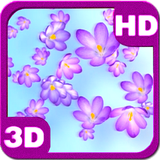 Crocus Bloom Colorful Buds on Spring Wind icon