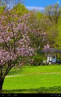 Pink Delicate Zen Sakura Scene скриншот 1