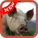 Pig Wallpaper APK