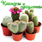 Кактусы и Суккуленты icône