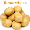 Картофель