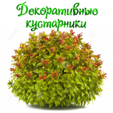 Декоративные кустарники আইকন