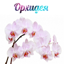 Орхидеи APK