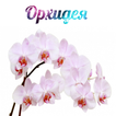 ”Орхидеи