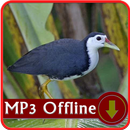 Suara Burung ruak ruak Offline - Masteran & Pikat APK