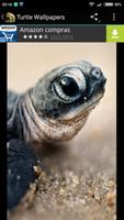 Turtle Wallpapers ภาพหน้าจอ 1