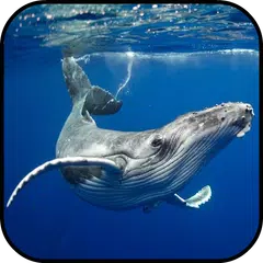 Fondos de Pantalla Ballena