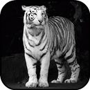 White Tiger Wallpapers APK