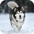 Fondos Malamute de Alaska HD APK