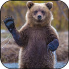 Bear Wallpapers icon