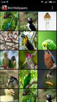 Bird Wallpapers poster