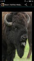 برنامه‌نما Bison / Buffalo Wallpapers عکس از صفحه