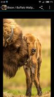 برنامه‌نما Bison / Buffalo Wallpapers عکس از صفحه